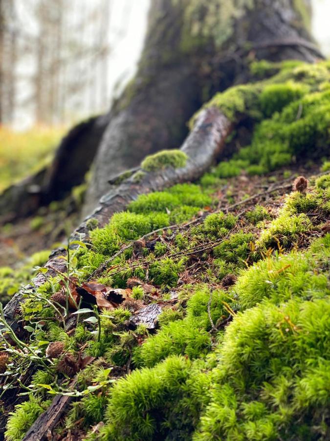 No 19 In The Black Forest St. Blasien Extérieur photo