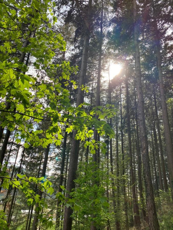 No 19 In The Black Forest St. Blasien Extérieur photo